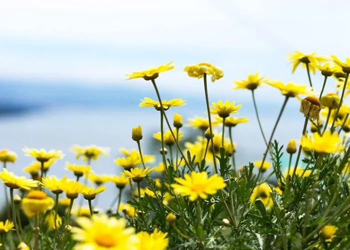 Mit Wasserblick By Interhome Apartamento *